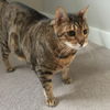 Offered by Owner - CAPONE Adult Bengal