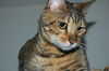 Offered by Owner - CAPONE Adult Bengal