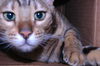 Offered by Owner - CAPONE Adult Bengal