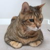 Offered by Owner - CAPONE Adult Bengal