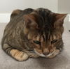 Offered by Owner - CAPONE Adult Bengal