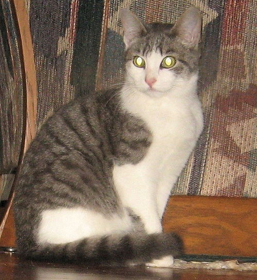 Offered by Owner - SHELBY Young Teen Male