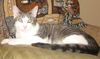 Offered by Owner - SHELBY Young Teen Male