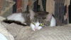 Offered by Owner - SHELBY Young Teen Male