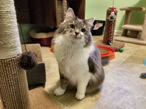 Miss Veronica