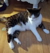 Offered by Owner - MAXWELL Super-Sized Male