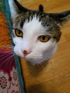 Offered by Owner - MAXWELL Super-Sized Male