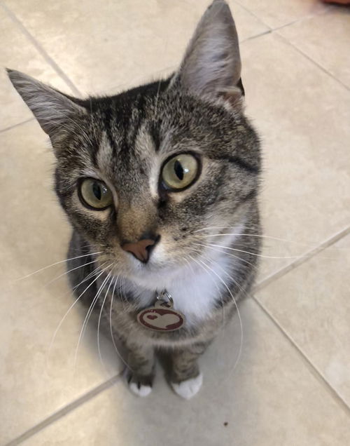 Offered by Owner - PAWS - Young Adult Female