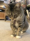 Offered by Owner - PAWS - Young Adult Female