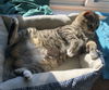 Offered by Owner - PAWS - Young Adult Female
