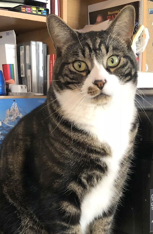 Offered by Owner - TOM (Best buddy with KONA)