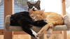 Offered by Owner - TOM (Best buddy with KONA)