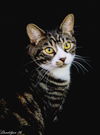 Offered by Owner - TOM (Best buddy with KONA)