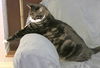 Offered by Owner - TOM (Best buddy with KONA)