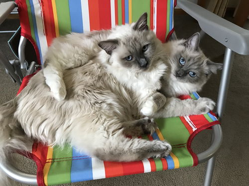Offered by Owner - ROCKY & STELLA Ragdoll Siblings