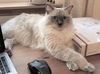 Offered by Owner - ROCKY & STELLA Ragdoll Siblings