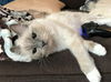 Offered by Owner - ROCKY & STELLA Ragdoll Siblings
