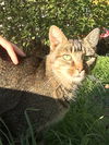 Offered by Owner - SPINNER Abyssinian Adult
