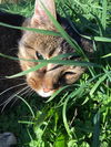Offered by Owner - SPINNER Abyssinian Adult