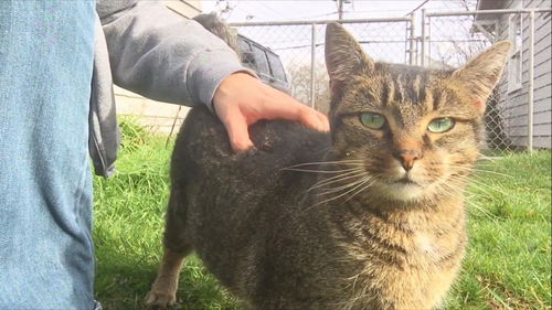 Offered by Owner - SPINNER Abyssinian Adult