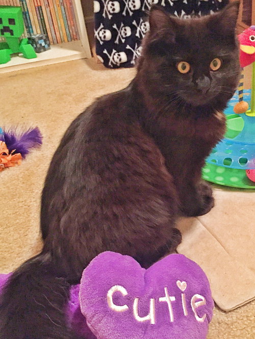 Midnight - Teen brother to Marmalade