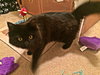 Midnight - Teen brother to Marmalade