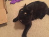 Midnight - Teen brother to Marmalade