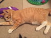Marmalade - teen brother to Midnight
