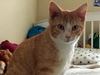 Marmalade - teen brother to Midnight