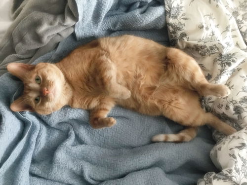 Offered by Owner - Stella - Declawed Female