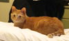 Offered by Owner - Stella - Declawed Female