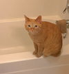 Offered by Owner - Stella - Declawed Female