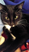MITTENS - Offered by Owner - Young Adult Female
