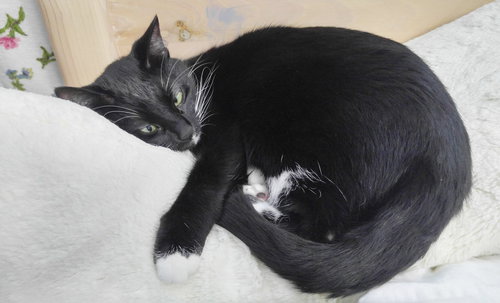 MITTENS - Offered by Owner - Young Adult Female
