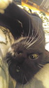 MITTENS - Offered by Owner - Young Adult Female