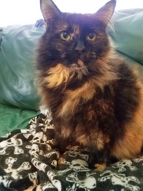 Offered by Owner GIZMO - Pretty Adult