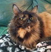Offered by Owner GIZMO - Pretty Adult