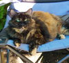 Offered by Owner GIZMO - Pretty Adult