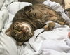 POLLY - Pretty Polydactyl