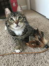 Offered by Owner - Willard - Sweet teen