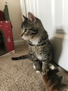 Offered by Owner - Willard - Sweet teen