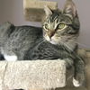 Offered by Owner - Willard - Sweet teen