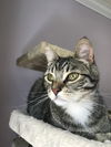Offered by Owner - Willard - Sweet teen