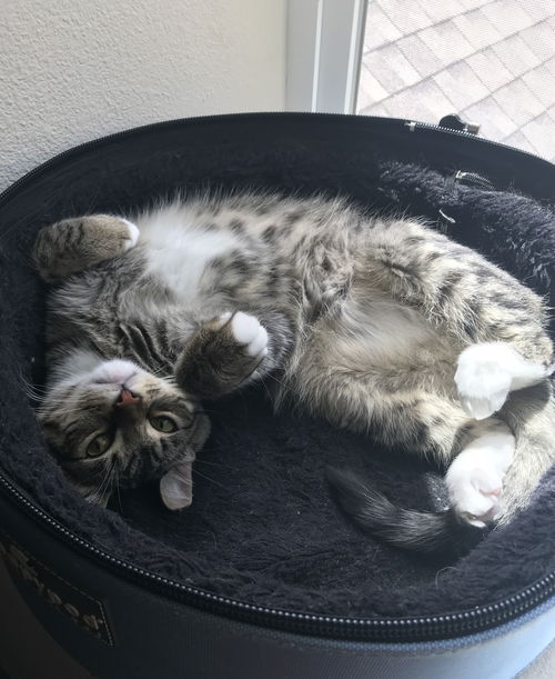 Offered by Owner - Willard - Sweet teen