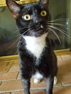 Mr.SOCKS - Friendly Adult Male