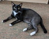 Mr.SOCKS - Friendly Adult Male