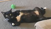 Mr.SOCKS - Friendly Adult Male