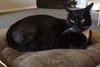 Mr.SOCKS - Friendly Adult Male
