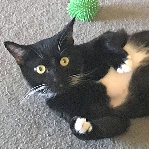 Mr.SOCKS - Friendly Adult Male
