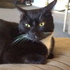 Mr.SOCKS - Friendly Adult Male